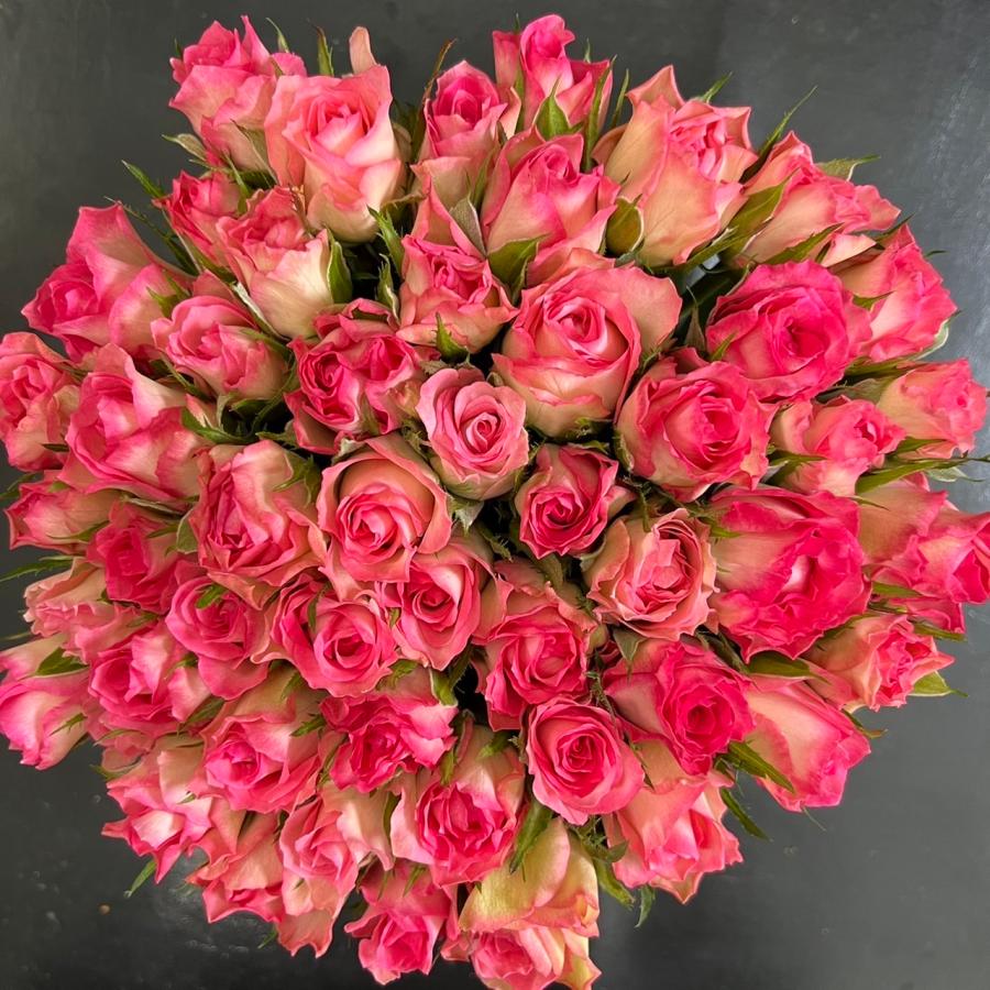 鮮度抜群！(バラ・切り花・生花)メインラブチェリー 短め！20センチ 60