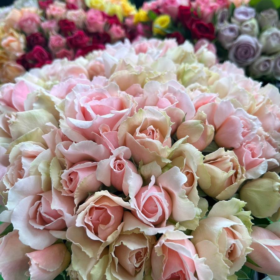 ばらエレガント7 【公式通販】