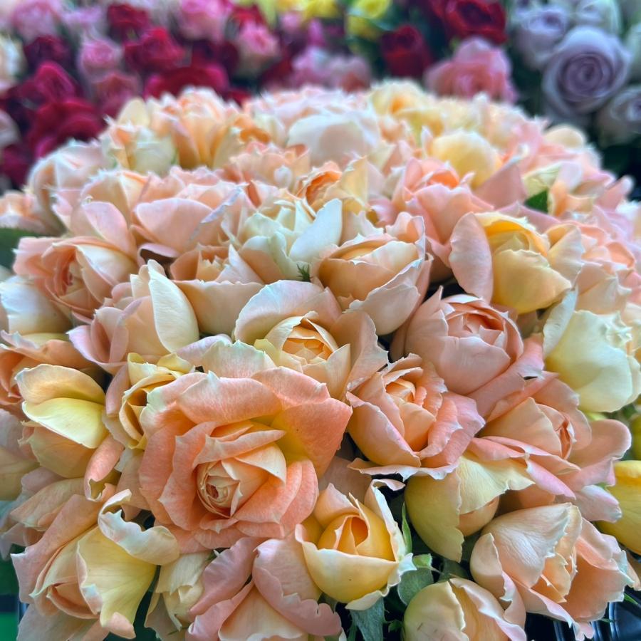 短め！！バラ 切り花・生花 モンシュシュ（淡オレンジ色）20cm 60本