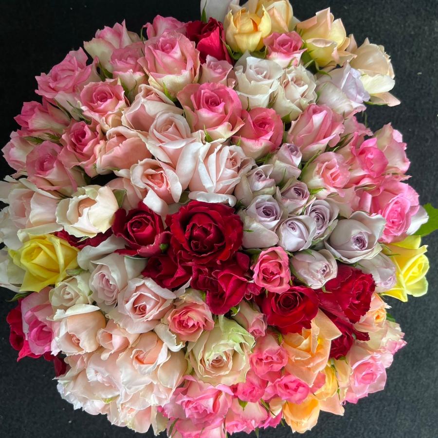 レア‼️ 切り花品種 薔薇 レア切花品種・薔薇☆香る大人の赤バラ（fragrance desire）☆5