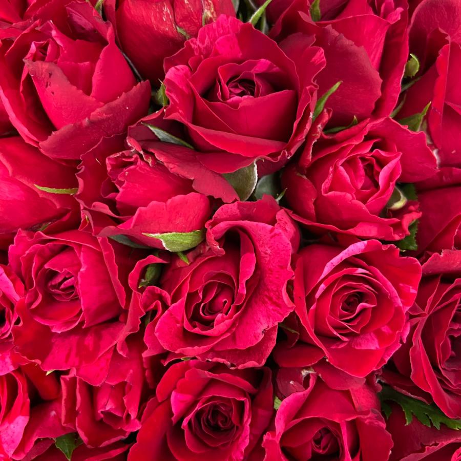 ＊赤バラの花束＊　30㎝ ✖️100本　ラッピング込　還暦・プロポーズ・誕生日など 赤バラの花束＊ 30㎝ ✖️100本 ラッピング込 還暦・プロポーズ