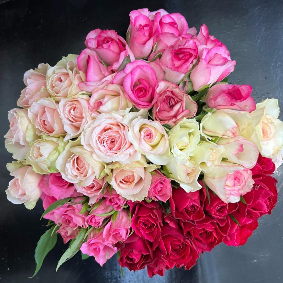 期間限定特価！　特大芸術写真 A2バラ 薔薇 ROSE 額付 70 X 79 オールドローズ四季咲き大苗 シャンプニーズピンククラスター