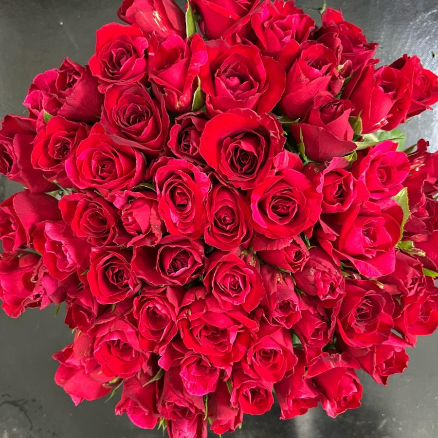 赤バラ(生花・切り花)赤薔薇(赤絞り) 40本 長さ30センチ 赤バラ(生花・切り花)赤薔薇(赤絞り) 40本 長さ30センチ