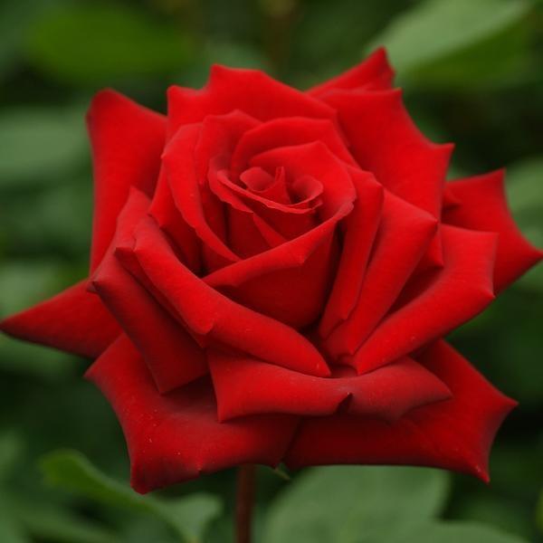 バラ苗 熱情 (ねつじょう) (アウトレット苗) ハイブリッドティー