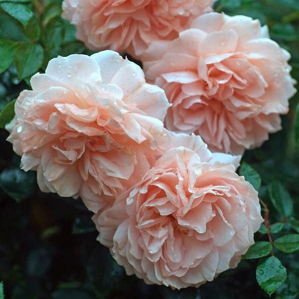 バラ苗 ガーデンオブローゼズ (大苗) フロリバンダ 四季咲き中輪