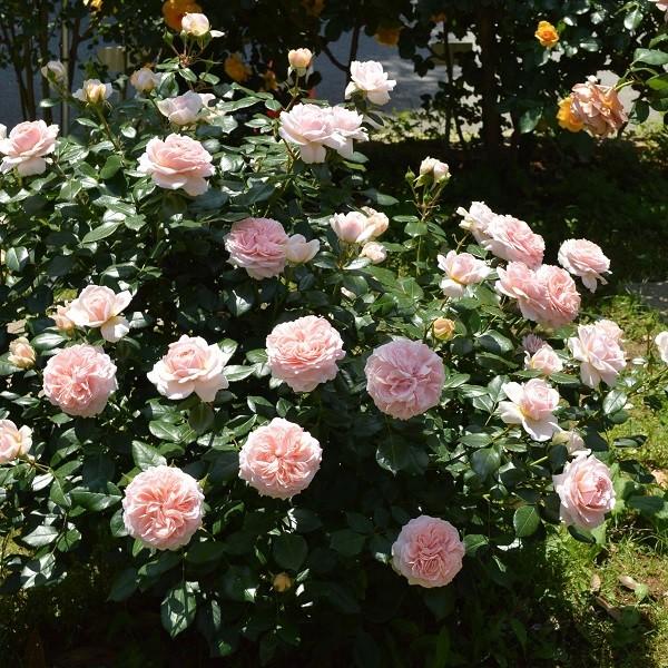 バラ苗 ガーデンオブローゼズ (大苗) フロリバンダ 四季咲き中輪