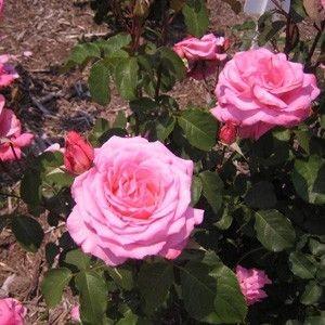 バラ苗 芳純 (ほうじゅん) (新苗) ハイブリッドティー 四季咲き 大輪