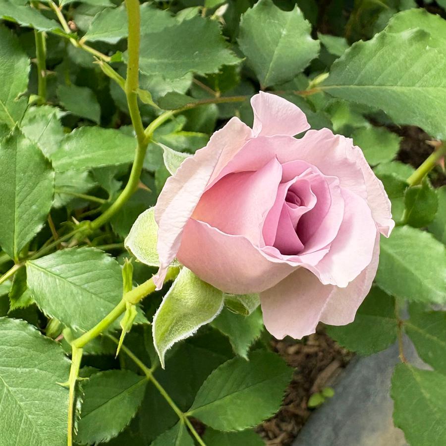 バラ苗 ニューウェーブ (新苗) ハイブリッドティー 四季咲き 大輪 紫系