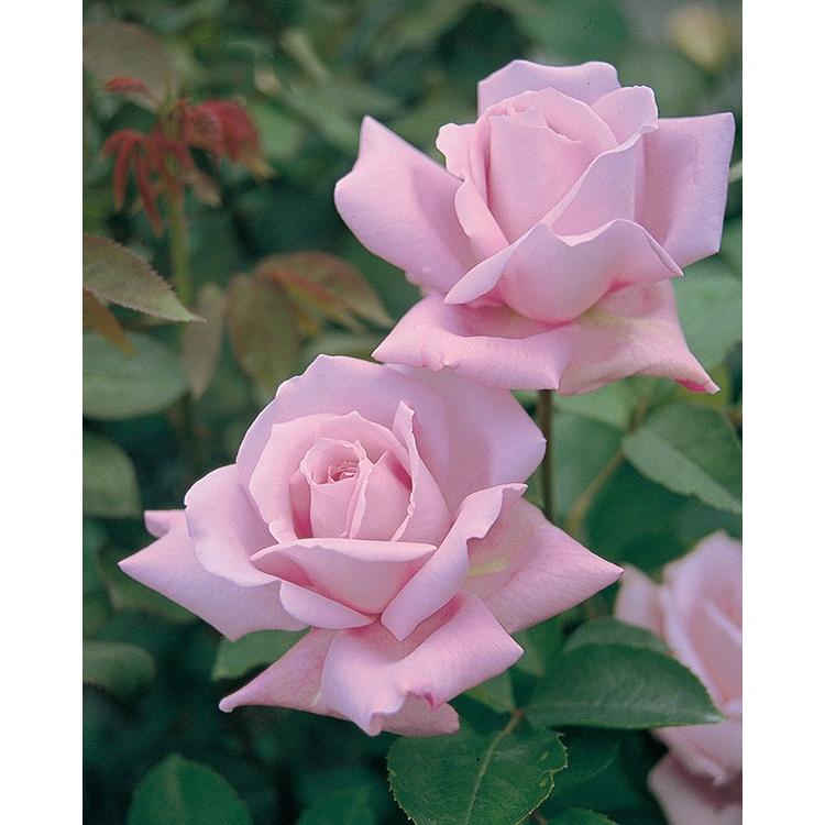 バラ苗 ブルームーン (大苗) ハイブリッドティー 四季咲き 大輪 紫系