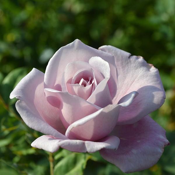 バラ苗 ブルームーン (大苗) ハイブリッドティー 四季咲き 大輪 紫系