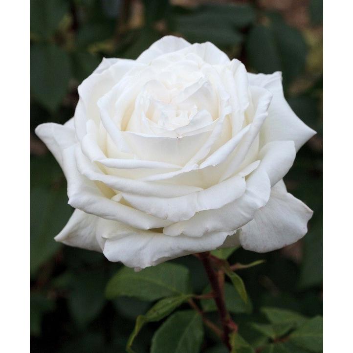 予約苗 バラ苗 ビブラマリエ！ (大苗) ハイブリッドティー 四季咲き