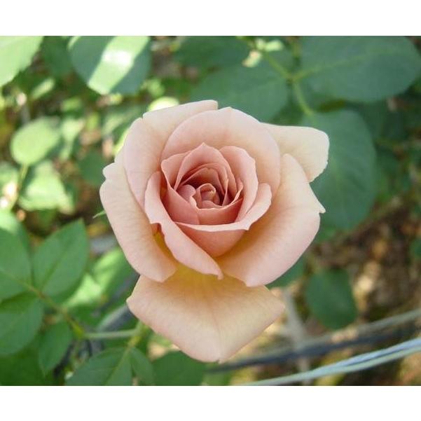 火曜特価！4鉢価格！バラ苗　苗木　薔薇　四季咲き　大輪　6号鉢　接木　ジュリア バラ苗 ジュリア (新苗) ハイブリッドティー 四季咲き 大輪 ブラウン系