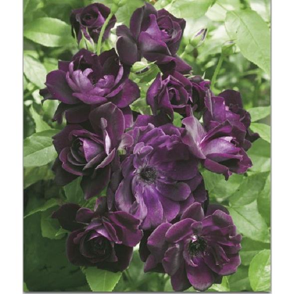 バラ苗 バーガンディアイスバーグ (アウトレット苗) フロリバンダ