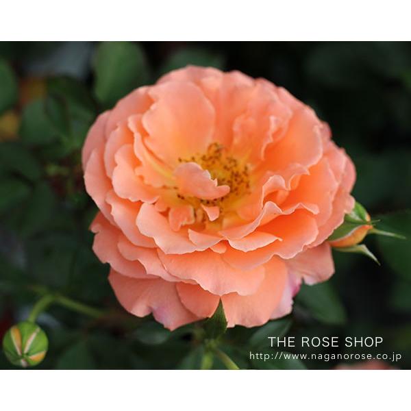 バラ苗 ポンポン咲 落葉中です 調整中 バラ苗 ポンポン咲 落葉中です