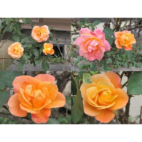 バラ苗 アンネのバラ (アウトレット苗) フロリバンダ 四季咲き 中輪