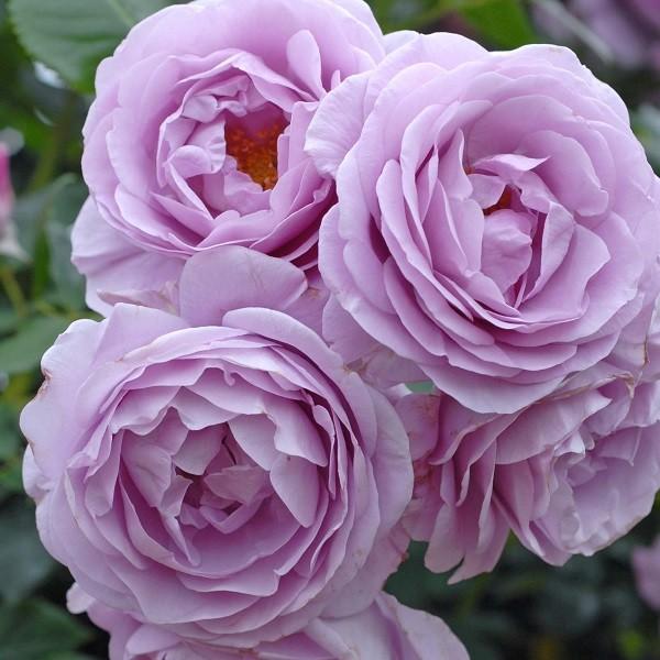 バラ苗 しのぶれど (大苗) フロリバンダ 四季咲き 中輪 紫系 京成バラ