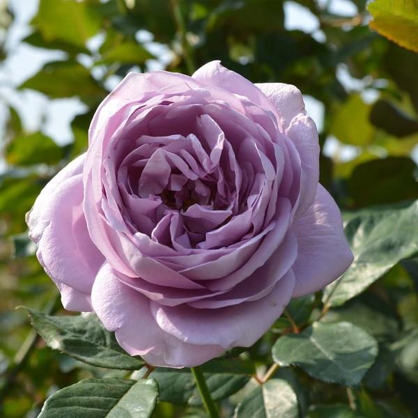 超大苗　バラ苗　四季咲き　ミッドナイトブルー　木立形　中輪　蕾沢山　赤紫 超大苗 バラ苗 四季咲き ミッドナイトブルー 木立形 中輪 蕾沢山 赤紫