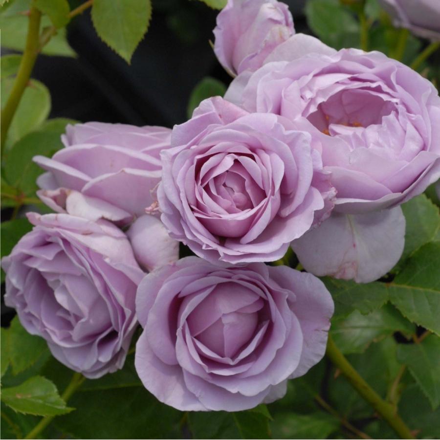 バラ苗 しのぶれど 2年苗、花付き 楽天市場】四季咲きバラ苗 【しのぶ