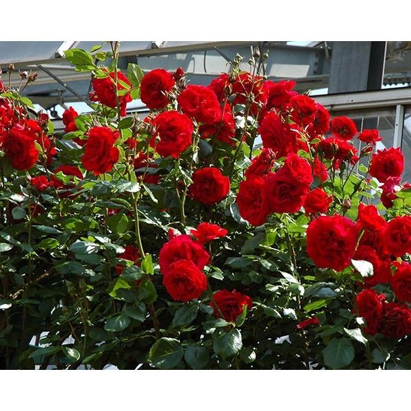 予約苗 バラ苗 ウルメールムンスター (大苗) つるバラ 四季咲き 大輪