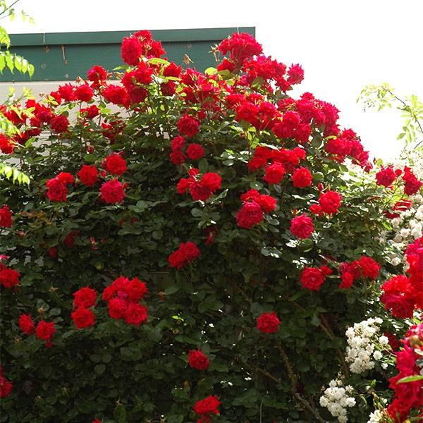 アウトレット 新作 大人気 バラ苗 アンクルウォルター つるバラ 四季咲き 赤系 Cl