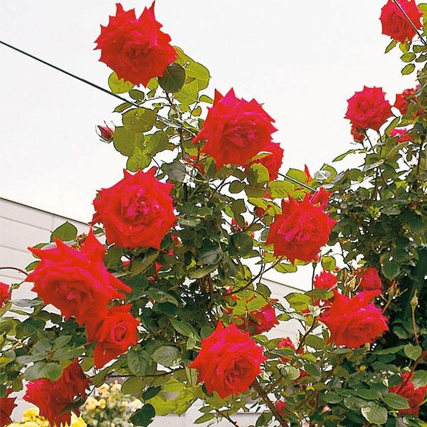 アウトレット 新作 大人気 バラ苗 アンクルウォルター つるバラ 四季咲き 赤系 Cl