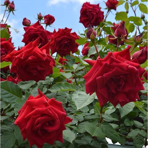 アウトレット 新作 大人気 バラ苗 アンクルウォルター つるバラ 四季咲き 赤系 Cl