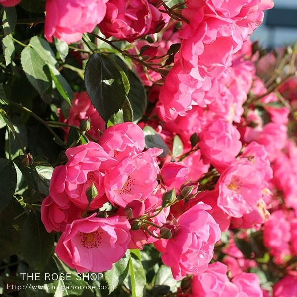 アウトレット バラ苗 スーパーsale セール期間限定 つるアンジェラ つるバラ 四季咲き小輪 Cl ピンク系