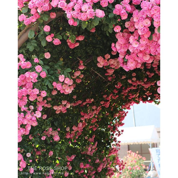 予約苗 バラ苗 新苗 つるアンジェラ つるバラ ピンク系 4月下旬順次配送 112 002y バラ専門店 ザ ローズショップ 通販 Yahoo ショッピング