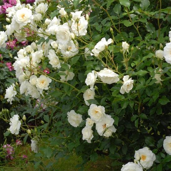 バラ苗 つるアイスバーグ (アウトレット苗) つるバラ 返り咲き 中輪