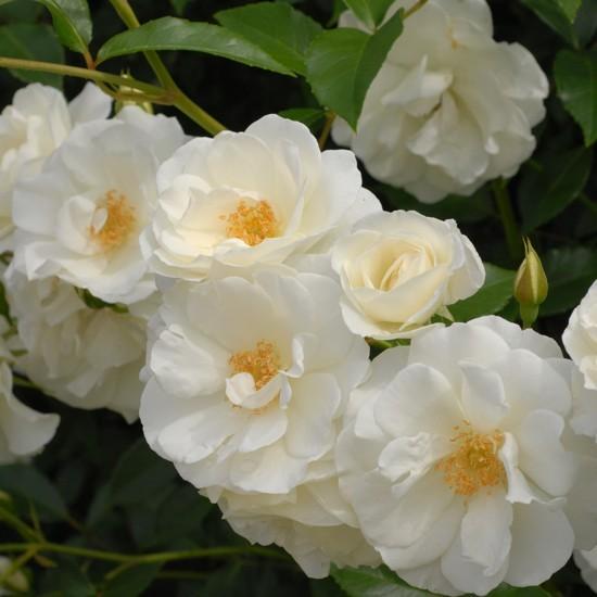 バラ苗 つるアイスバーグ (アウトレット苗) つるバラ 返り咲き 中輪