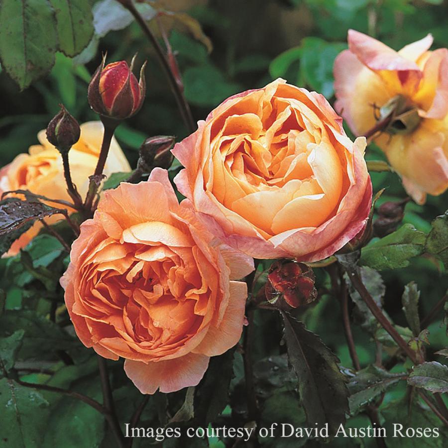 予約苗 バラ苗 レディエマハミルトン (大苗裸苗) シュラブ 半つる性