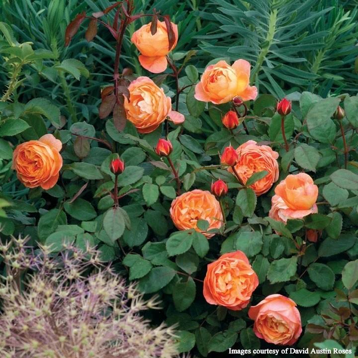 大苗　レディエマハミルトン　イングリッシュローズ　廃盤　強香　返り咲き 大苗レディエマハミルトンイングリッシュローズ廃盤強香返り咲き