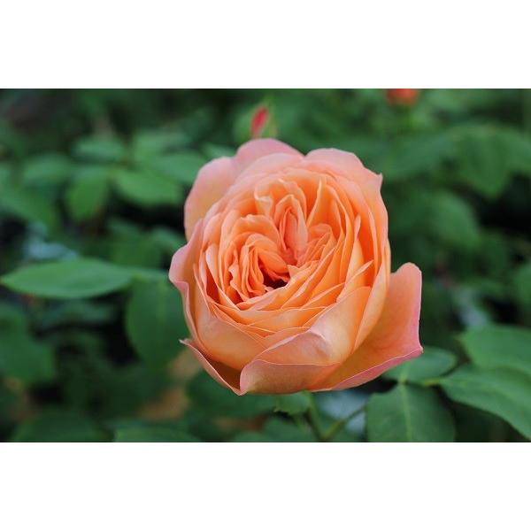 大苗レディエマハミルトンイングリッシュローズ廃盤強香返り咲き