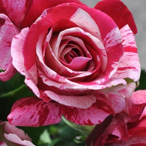 予約苗 バラ苗 クレイジートゥー (大苗) ハイブリッドティー 四季咲き