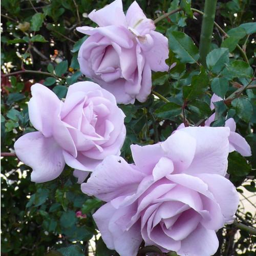 バラ苗.＊上品なピンクパープル系.＊ 紫ピンク薔薇 バラ苗 挿木苗 四季咲き しっかり苗 - メルカリ