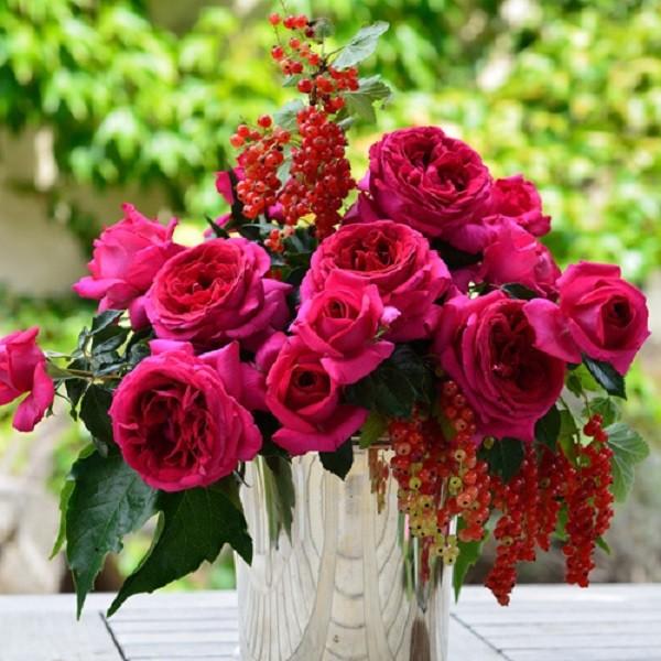 予約苗 バラ苗 レジスマルコン (大苗) ハイブリッドティー 四季咲き