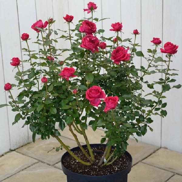 予約苗 バラ苗 レジスマルコン (大苗) ハイブリッドティー