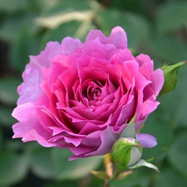 バラ苗 大苗 ロサオリエンティス シェエラザード 四季咲き大輪 ピンク系 112 080 バラ専門店 ザ ローズショップ 通販 Yahoo ショッピング