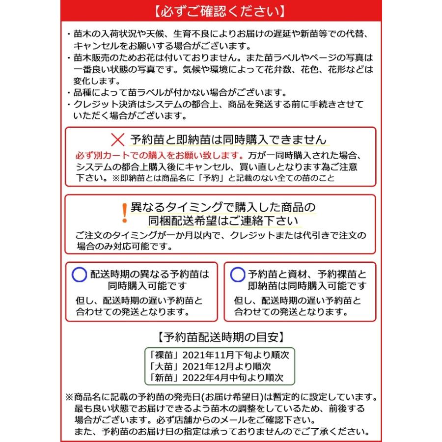 バラ苗 ナエマ (大苗) つるバラ 四季咲き 大輪 ピンク系 デルバール