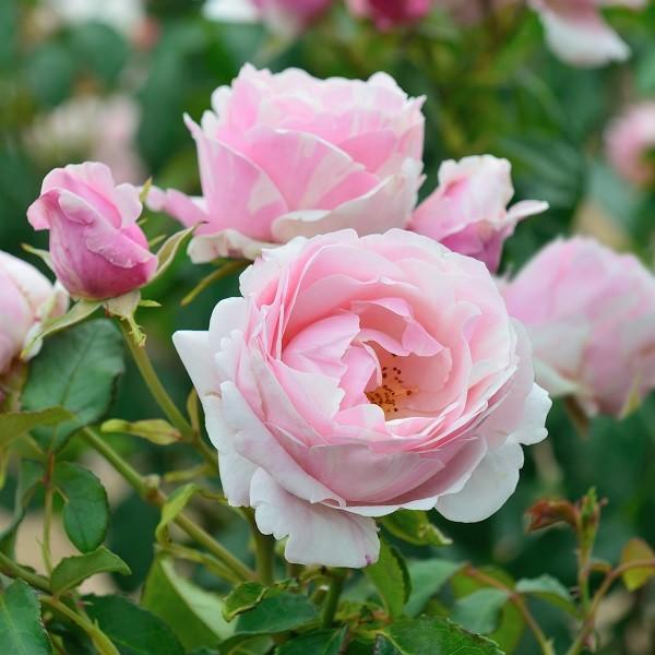 予約苗 バラ苗 ビエドゥー (大苗) シュラブ 四季咲き 中大輪 複色