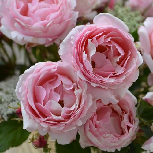 予約苗 バラ苗 ビエドゥー (大苗) シュラブ 四季咲き 中大輪 複色