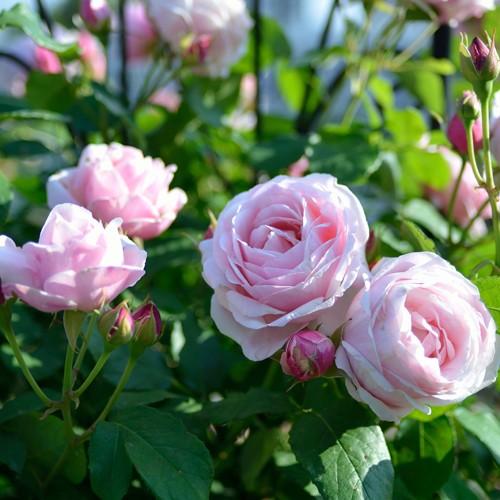 バラの苗 薄いピンクとクリーム色 バラの苗 薄いピンクとクリーム色