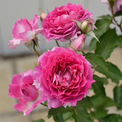 予約苗 バラ苗 シェエラザード (新苗) フロリバンダ 四季咲き 中輪