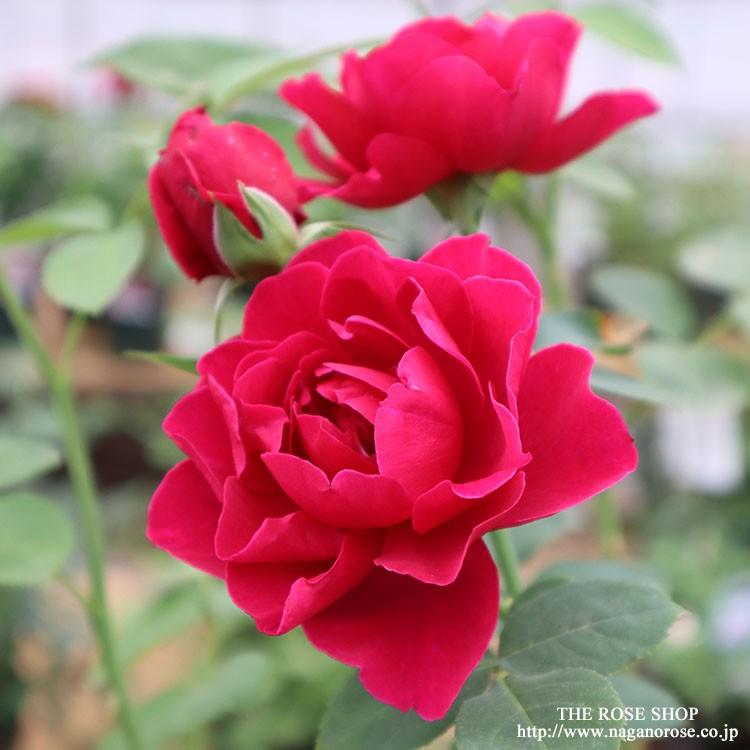 オデュッセイア大苗 オデュッセイア 大苗 8号鉢 バラ バラ