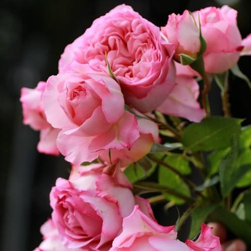 バラ苗 新苗 ギヨー モニークヴィグ 返り咲き 複色系 112 093 バラ専門店 ザ ローズショップ 通販 Yahoo ショッピング