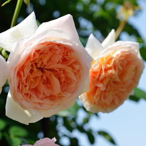 バラ苗 大苗 デルバール つるパピデルバール 返り咲き オレンジ系 112 002 バラ専門店 ザ ローズショップ 通販 Yahoo ショッピング