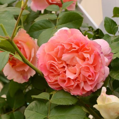 予約苗 バラ苗 大苗 デルバール つるパピデルバール 返り咲き オレンジ系 22年1月中旬順次配送 112 002 バラ専門店 ザ ローズショップ 通販 Yahoo ショッピング