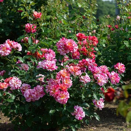 シュラブバラ苗 赤バラ大苗 バラ大苗 バラ苗大苗（シュラブ) | THE ROSE SHOP｜バラ専門店 ザローズ