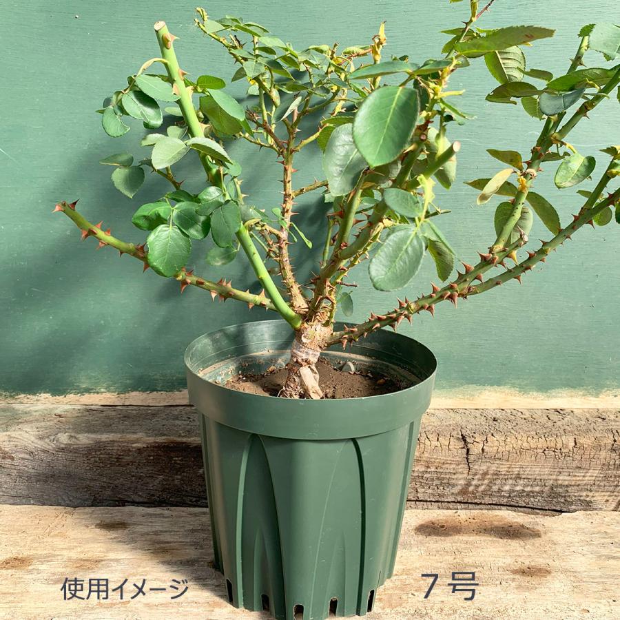 ジャボチカバ☆7号鉢☆約150センチくらい☆お盆明け発送 ジャボチカバ☆7号鉢☆約150センチくらい☆お盆明け発送