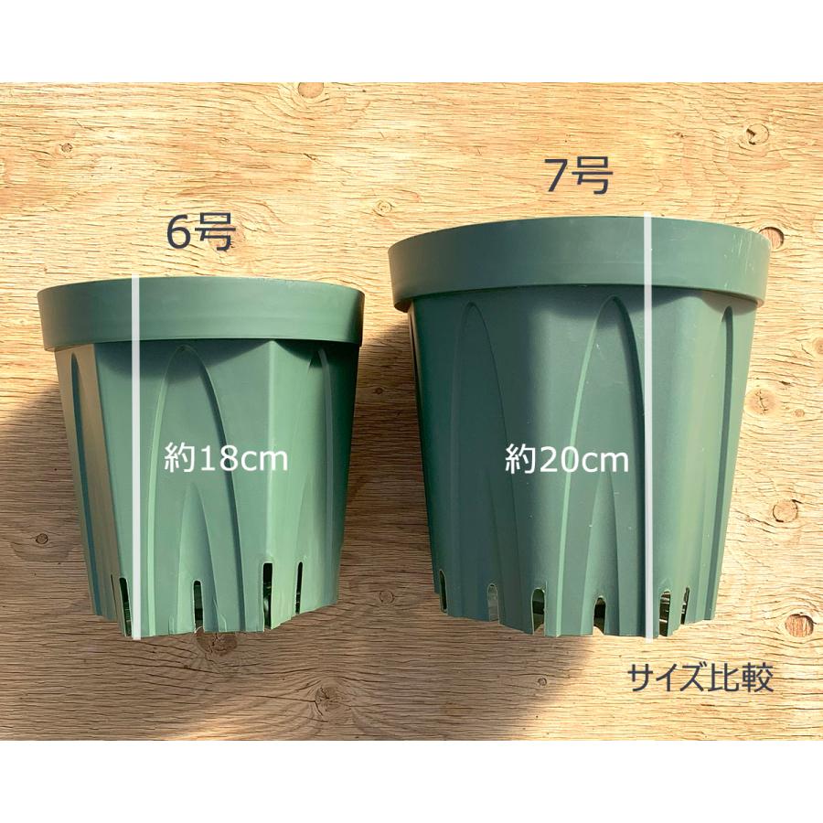 7号スリット鉢 (21センチ) (あすつく対象) : バラ専門店 ザ・ローズ